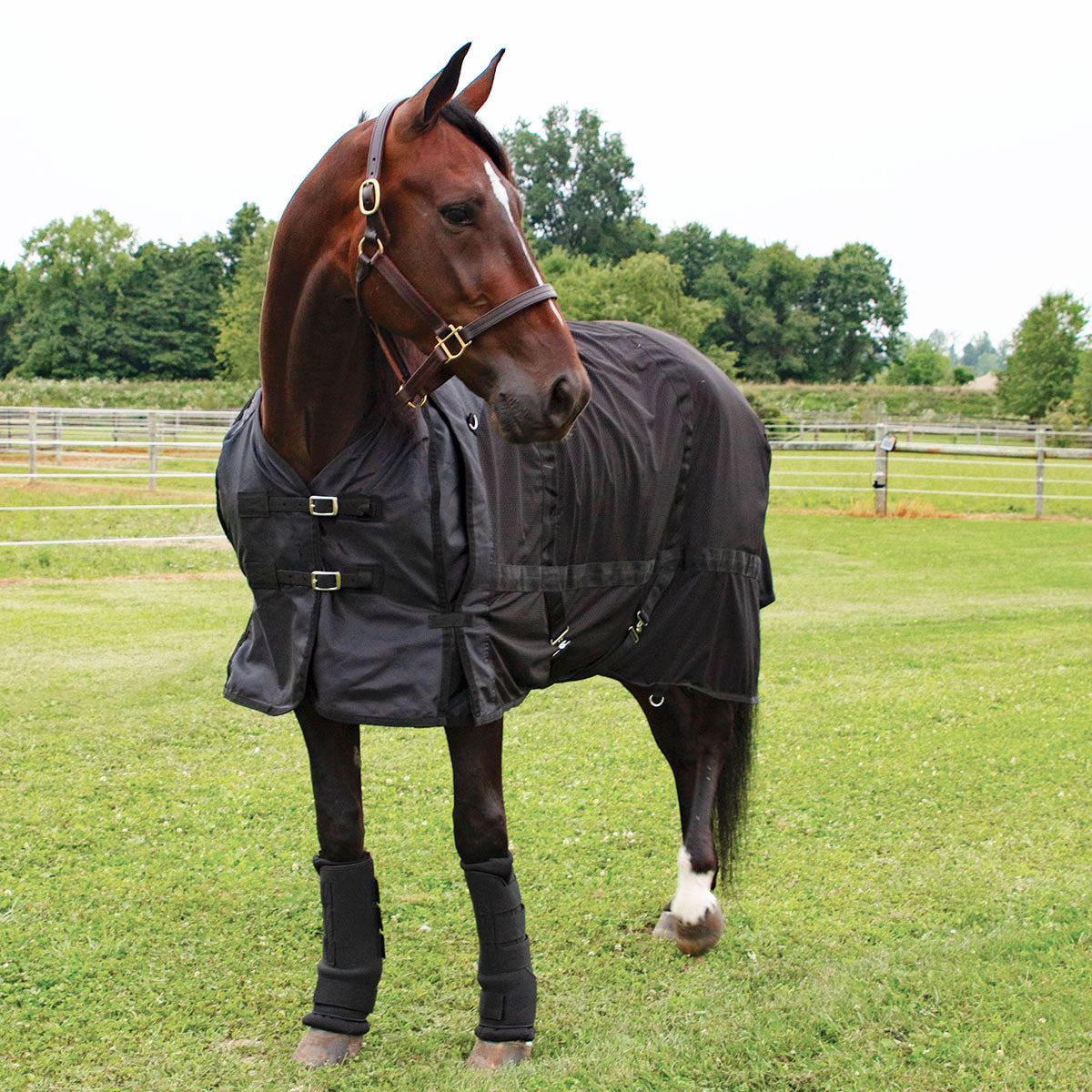 Country Pride Therapy Collection Ceramic Mesh Sheet – Paddock Saddlery