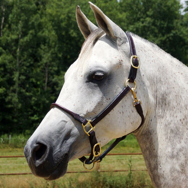 Classic Ranch Rope Classic Equine Rope Halter With 9ft Lead Rope ...